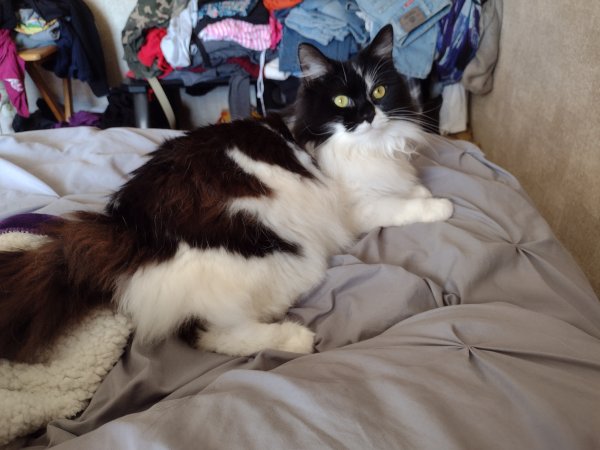 Lost cat in Reynoldsburg, OH