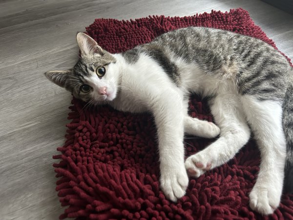 Lost Cat in Bellflower, CA