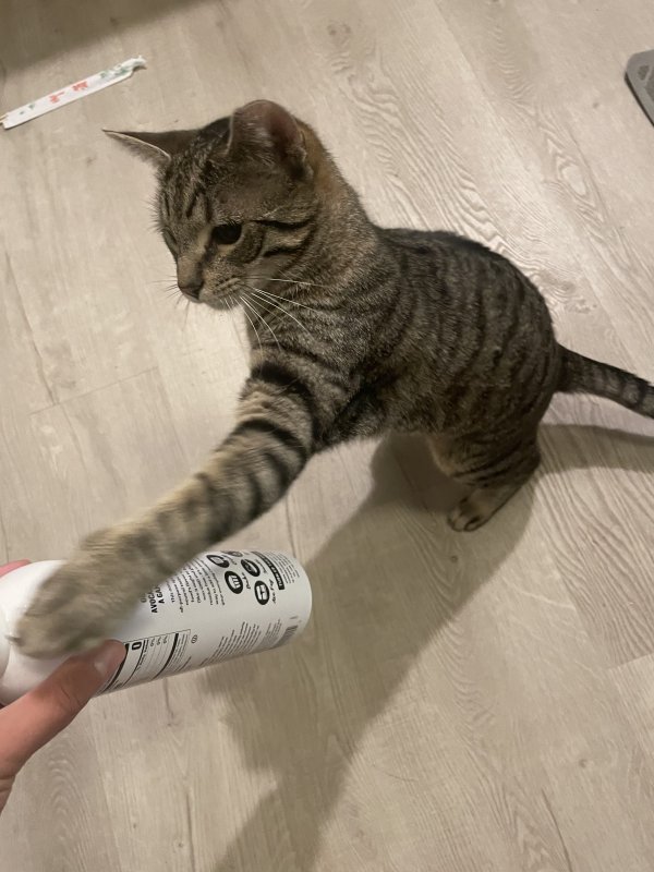 Lost Domestic Short Hair in California