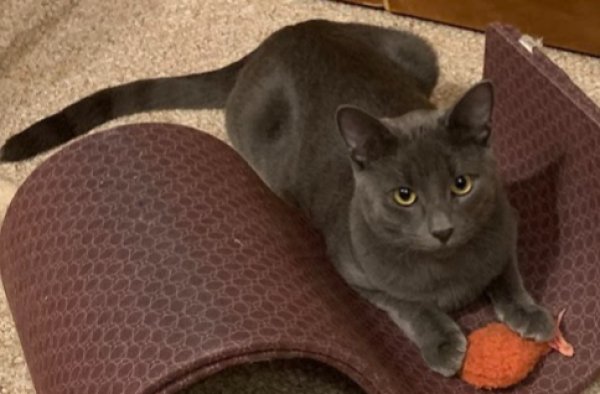 Lost Russian Blue in Michigan