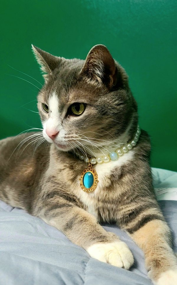 Lost Domestic Short Hair in Plano, Texas