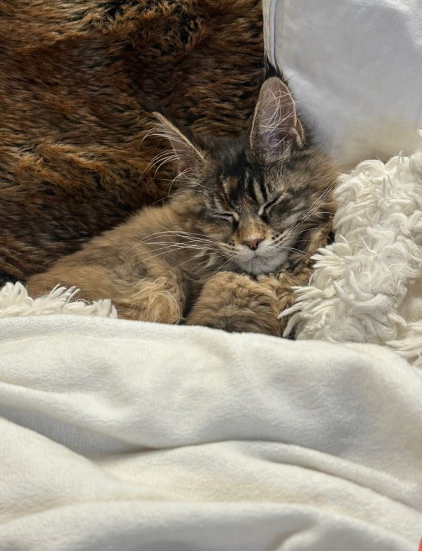 Lost Maine Coon in Colorado