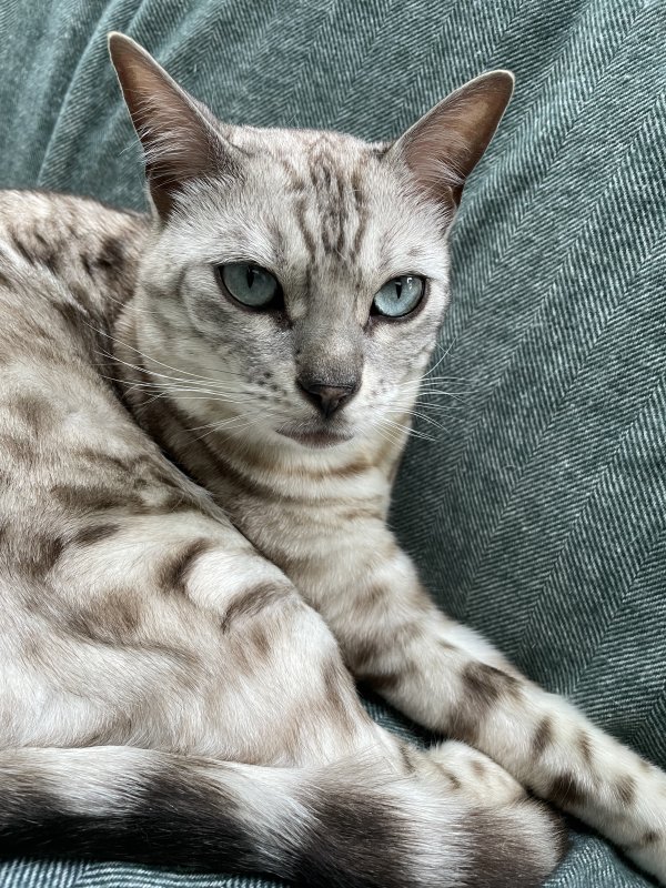 Lost Bengal cat 