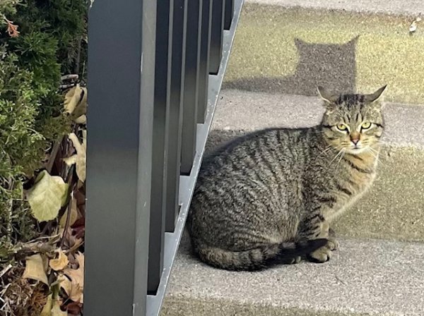 Found Domestic Short Hair in Dayton, OH