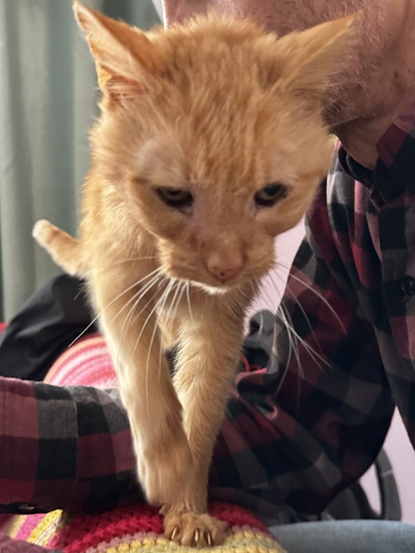 Lost Domestic Short Hair 