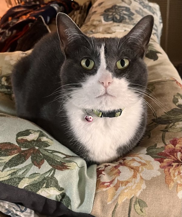 Lost Cat in Ashland, VA