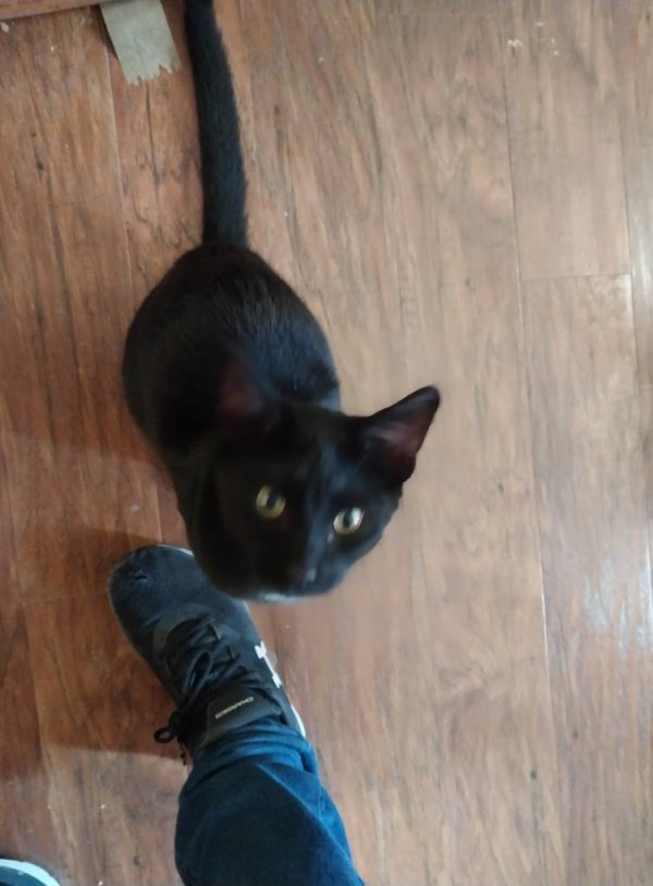 Found Domestic Short Hair in Albany, OR