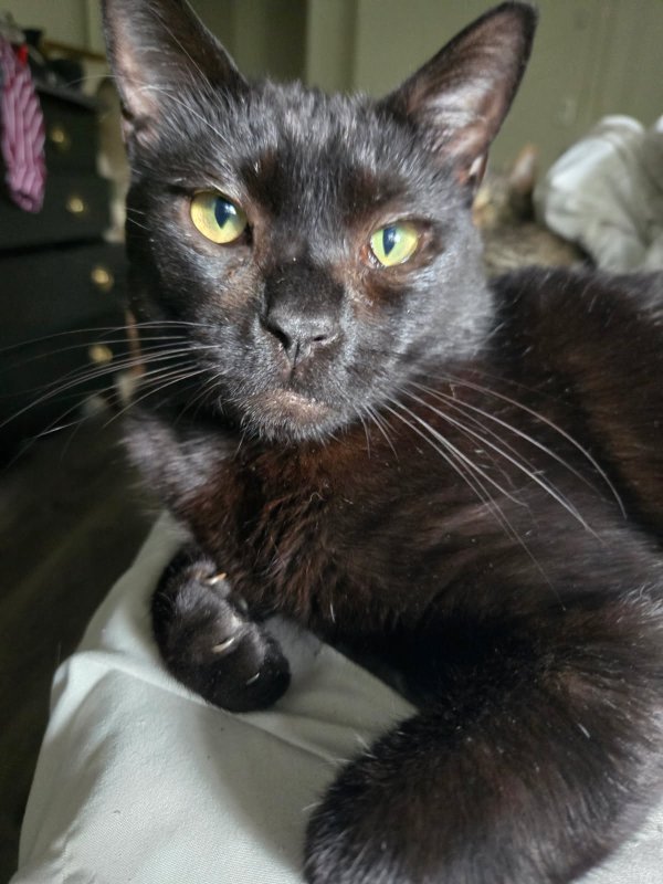 Lost Domestic Short Hair in Albany, Oregon