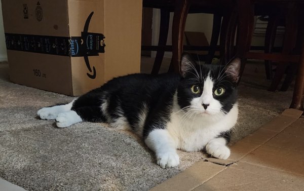 Lost American Shorthair in California
