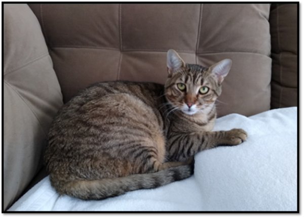 Lost American Shorthair in California