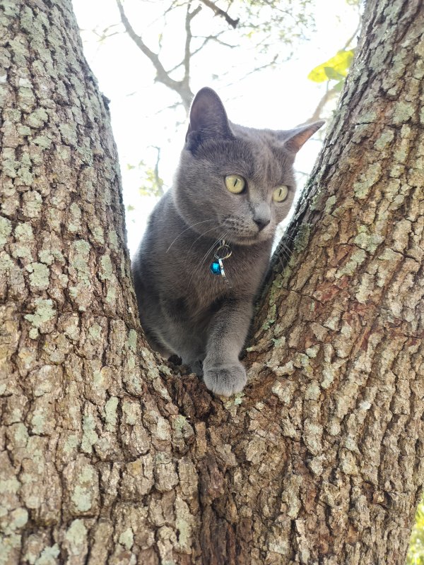 Lost American Shorthair in Florida