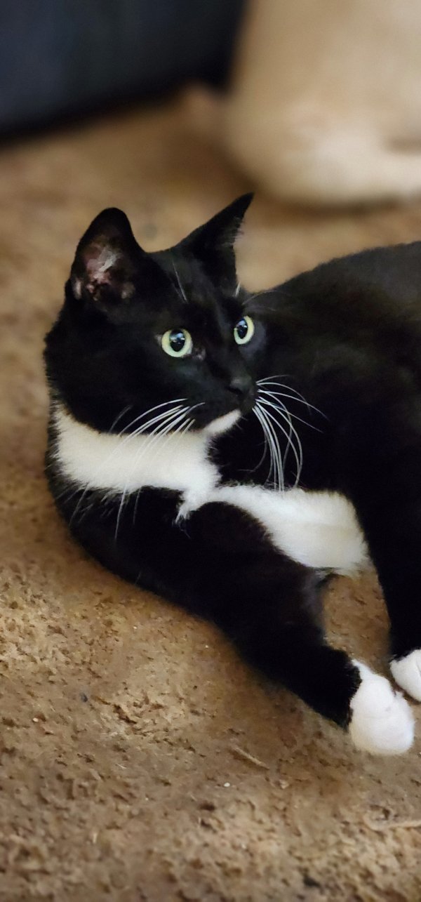 Lost Cat in Sims, NC