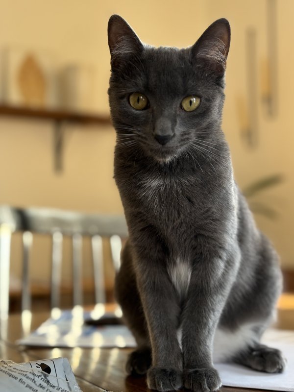 Lost Cat in Metuchen, NJ