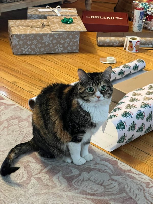 Lost Cat in Romeo, MI