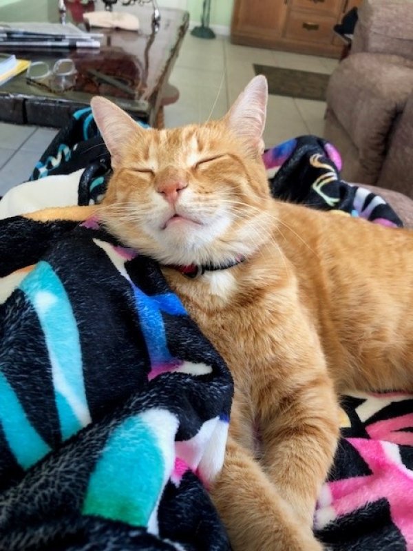 Lost American Shorthair in Florida