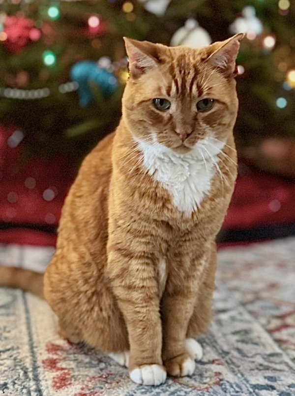 Lost American Shorthair in Florida