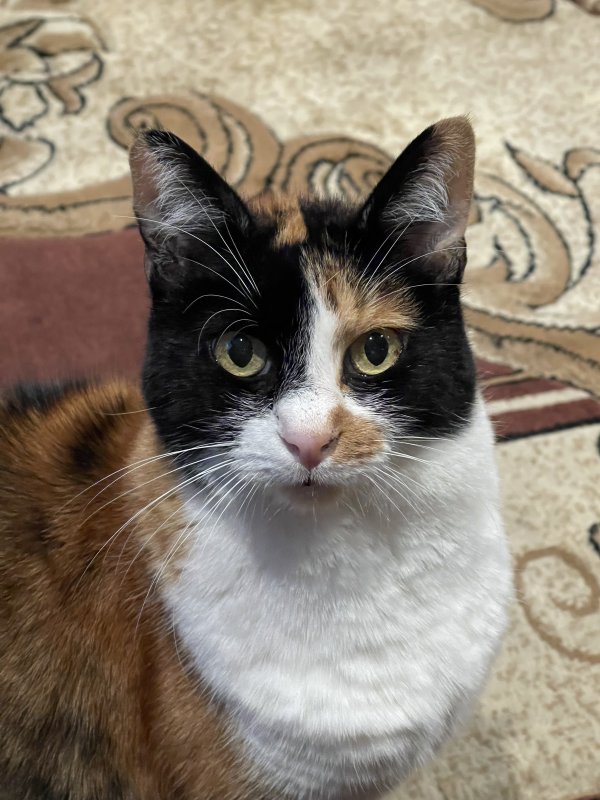Lost Cat in Santa Clarita, CA