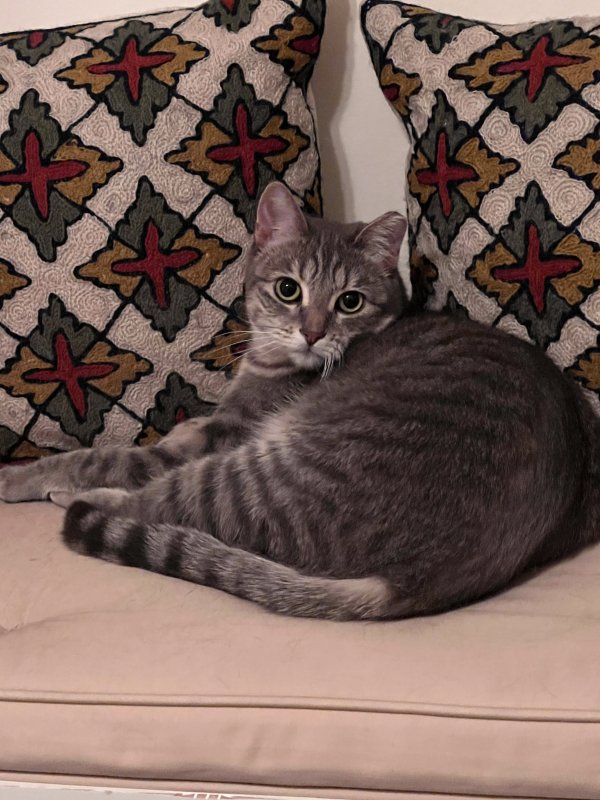 Lost Cat in Sandy, UT