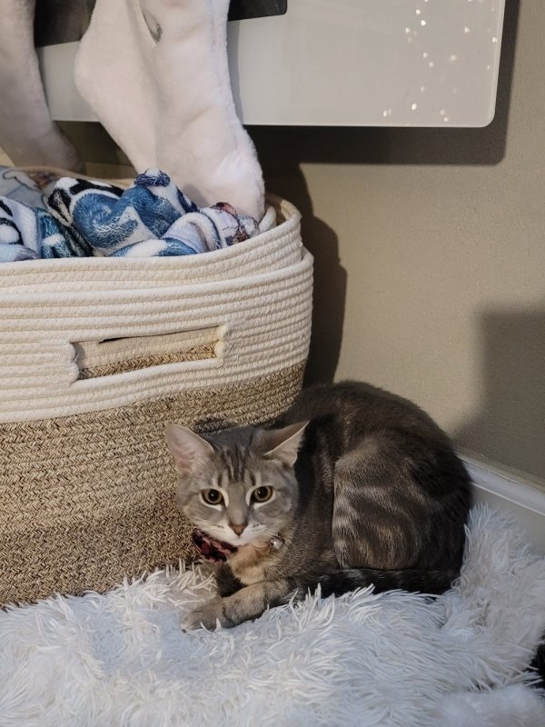 Lost American Shorthair in Pataskala, OH