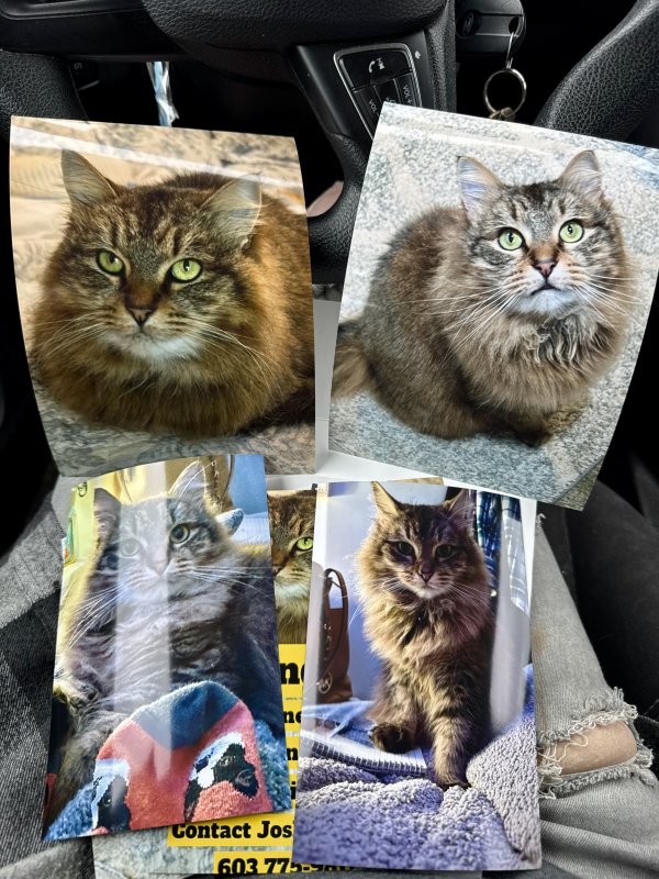Lost Maine Coon in New Hampshire