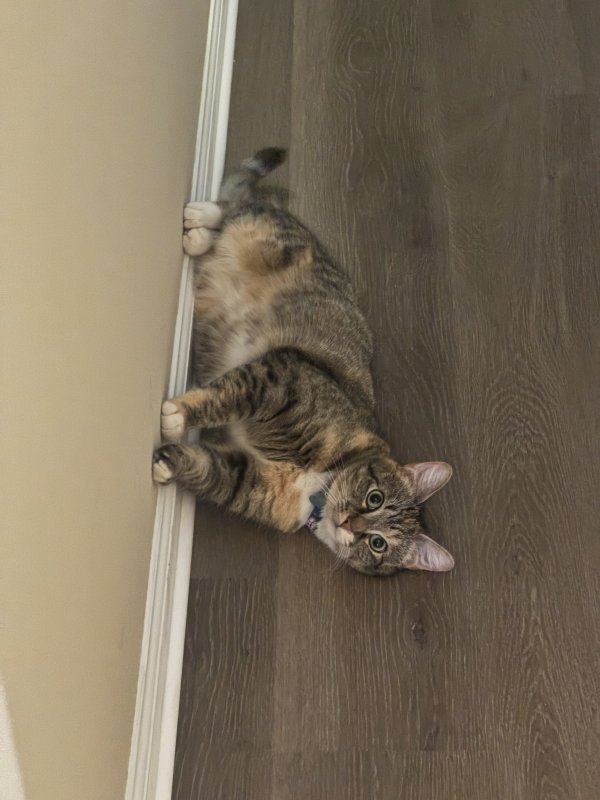 Lost American Shorthair in Georgia