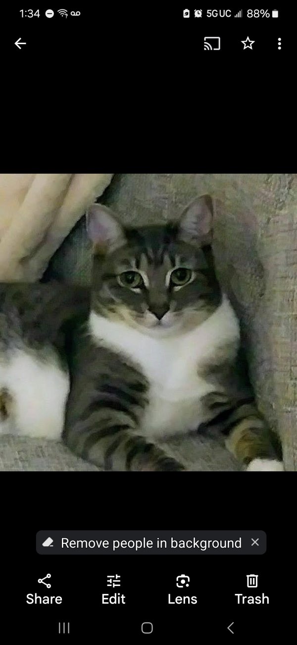 Lost Cat in Ramona, CA