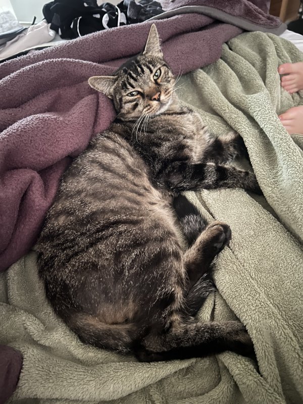 Lost Cat in Hawthorne, CA