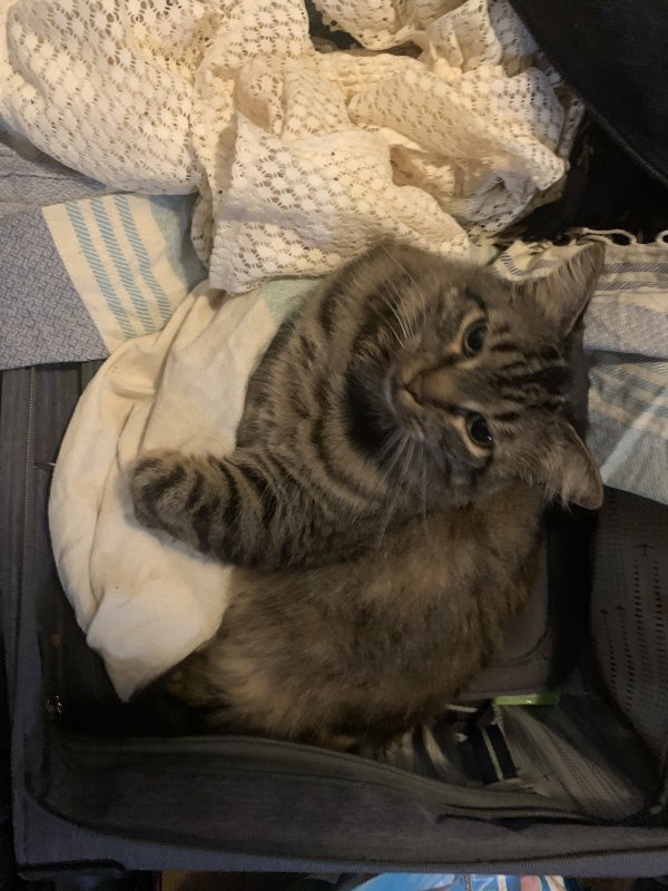 Lost Cat in Houston, TX