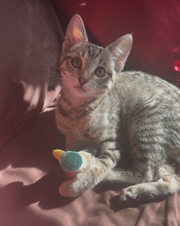 Lost Cat in Los Angeles, CA
