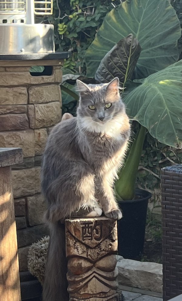 Lost Domestic Long Hair in California