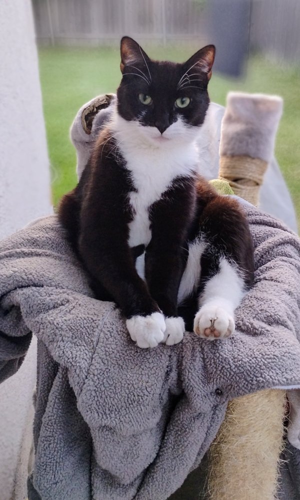 Lost Cat in Sacramento, CA