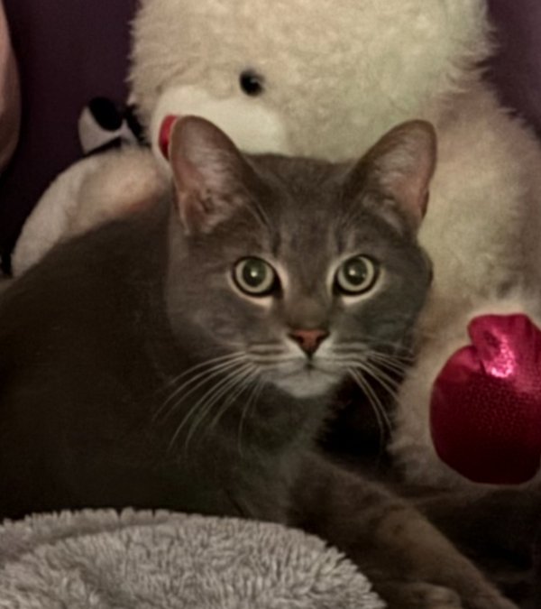 Lost Cat in Marietta, GA