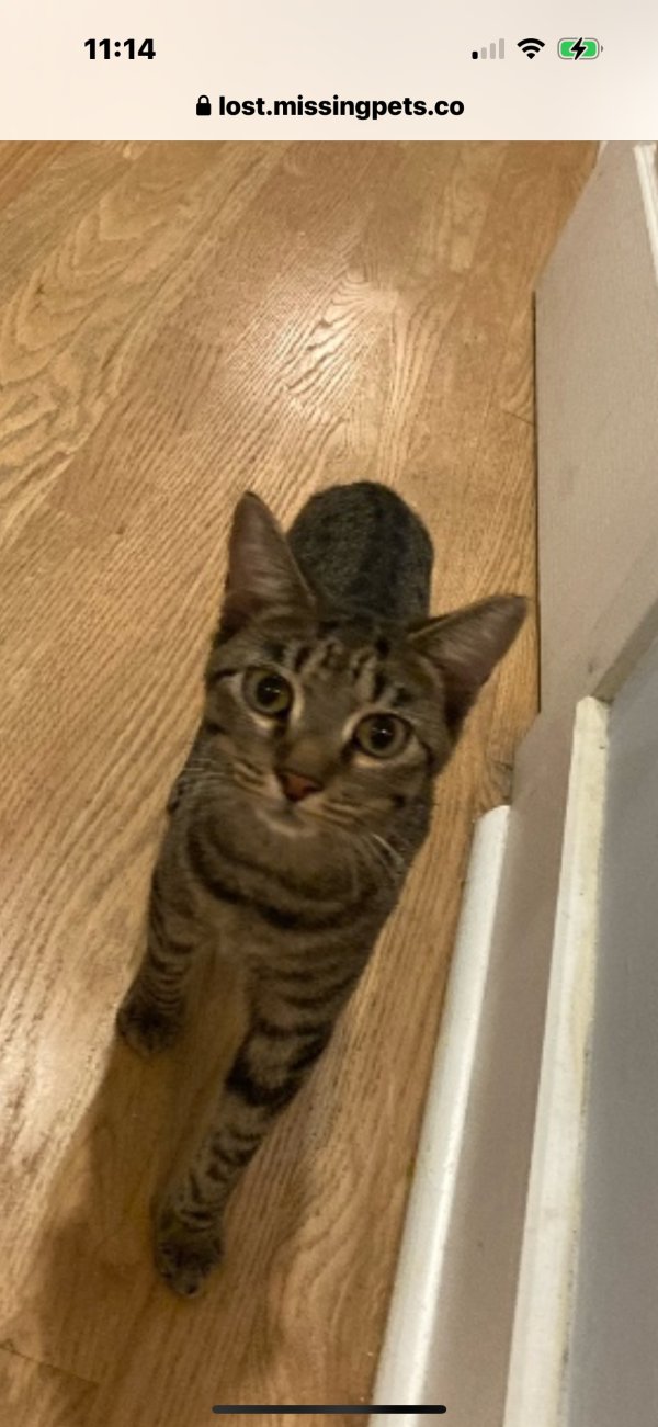 Lost Cat in Miami Beach, FL