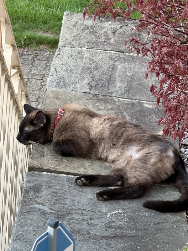 Found Siamese 