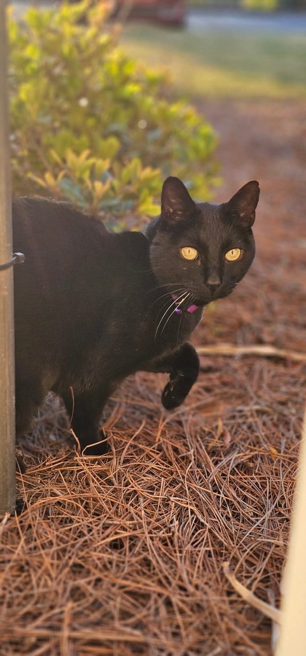 Lost Cat in Dallas, GA
