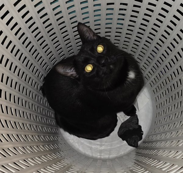 Lost Domestic Short Hair in Colorado