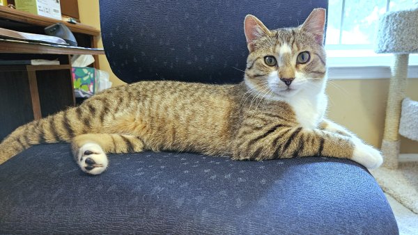 Found American Shorthair in Tennessee
