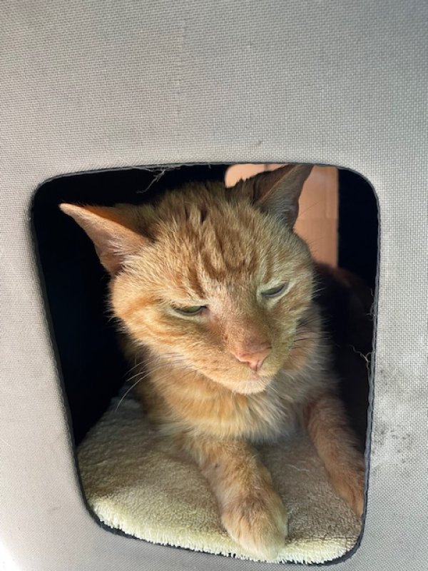 Found Cat in Cleves, OH