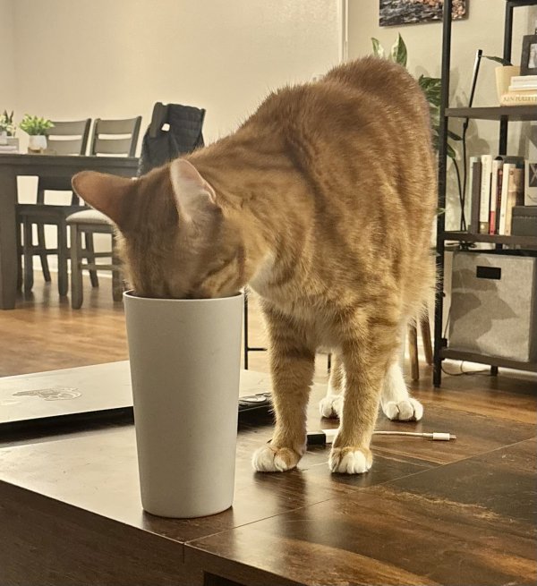 Lost Cat in San Diego, CA