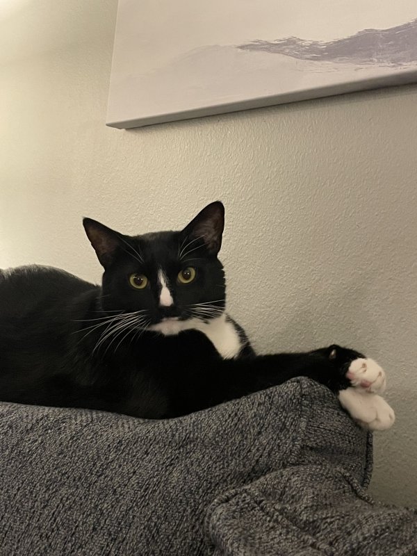 Lost Cat in Venice, FL