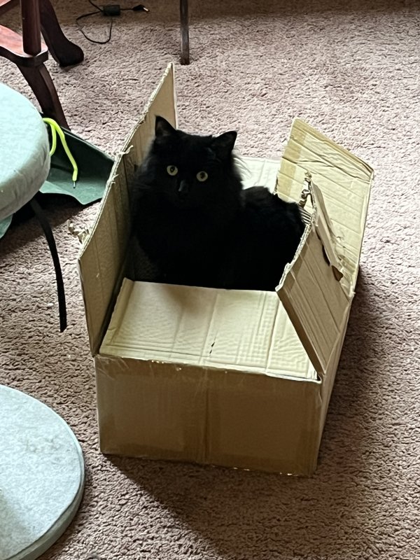 Lost Domestic Long Hair in Massachusetts
