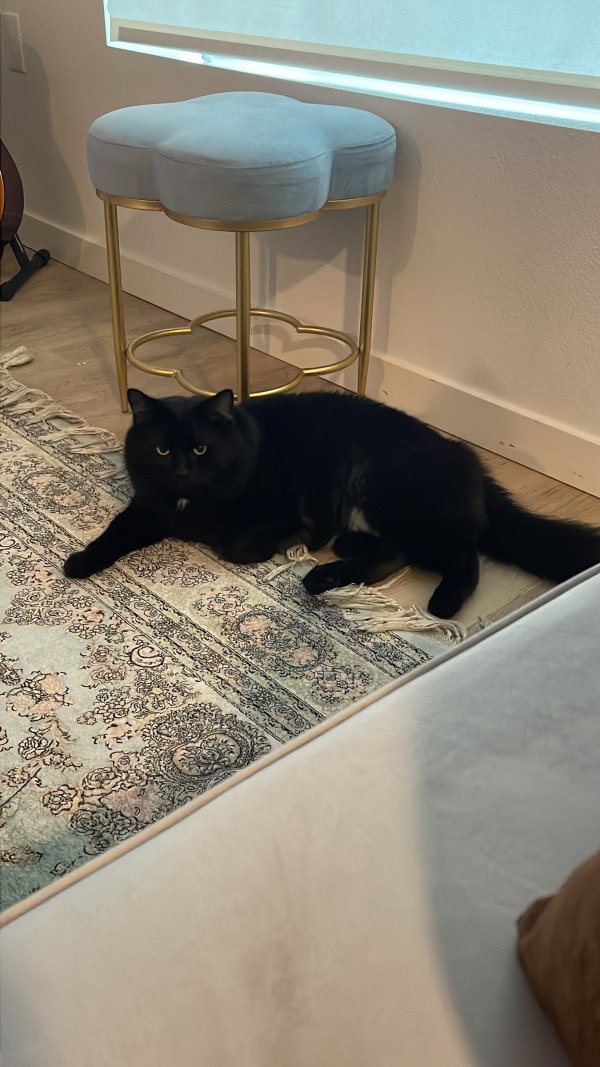 Lost Cat in Gainesville, FL