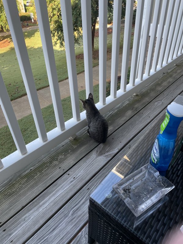 Lost Cat in Woodstock, GA