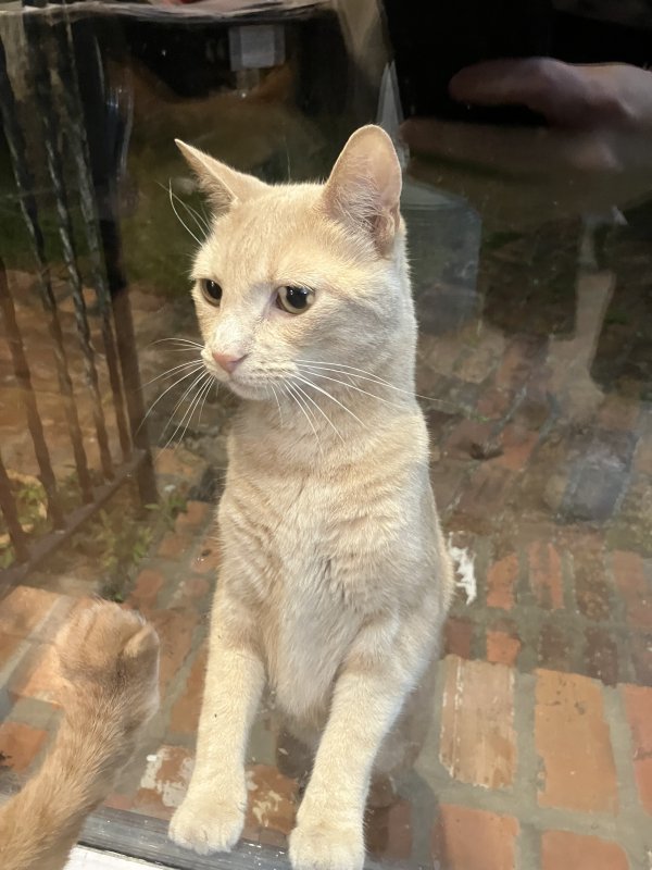 Found Domestic Short Hair 