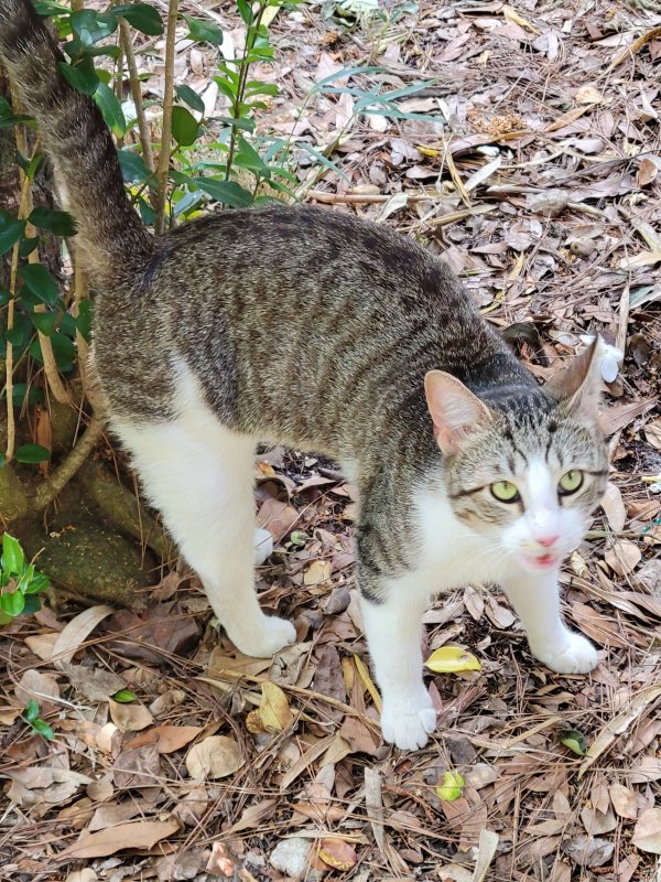 Found American Shorthair in Florida