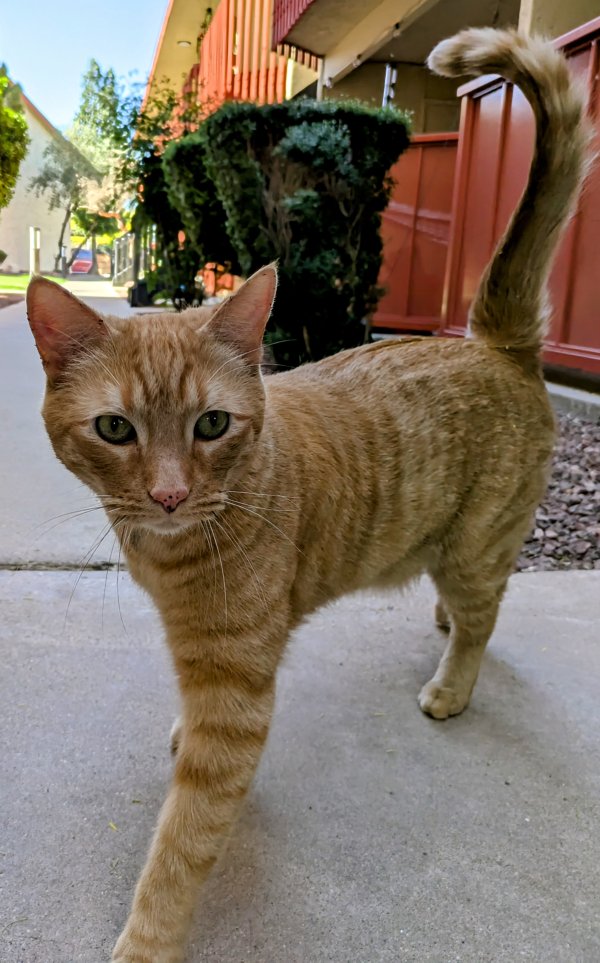Found Cat in Tucson, AZ
