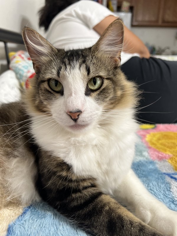 Lost Cat in Houston, TX