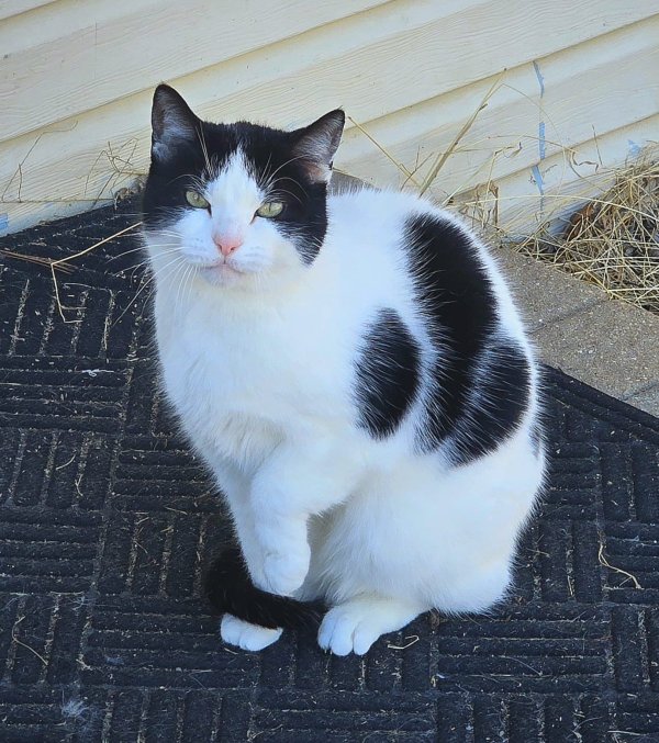 Lost Cat in Elgin, IL