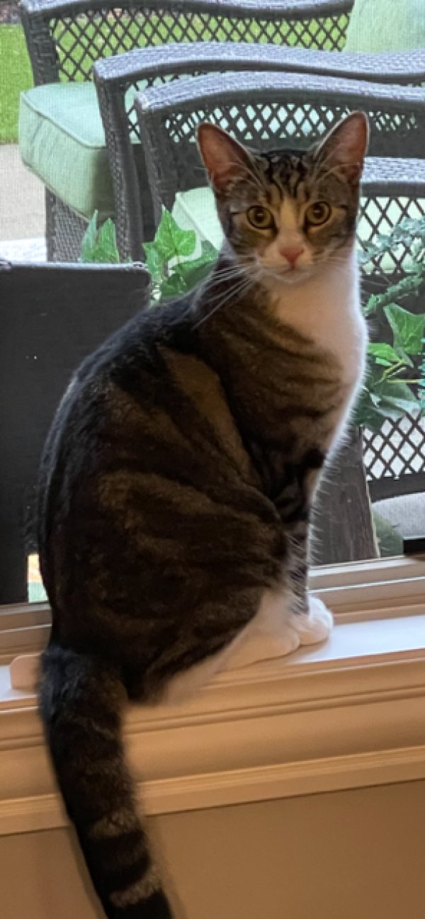 Lost American Shorthair in Dublin, OH