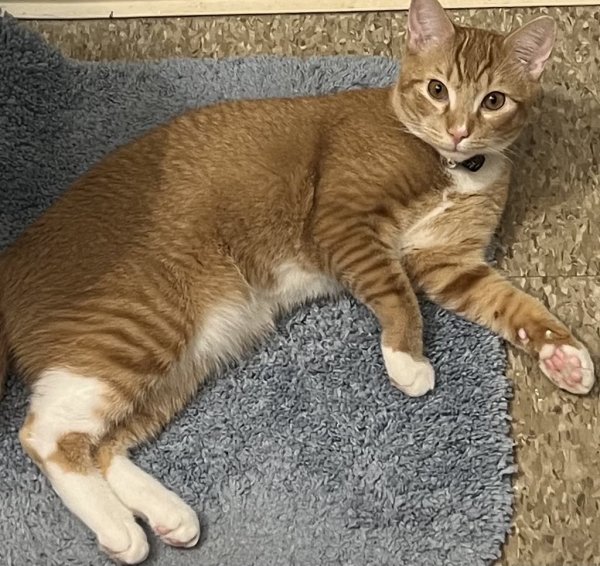 Lost Domestic Short Hair in Connecticut